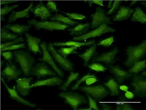 Monoclonal Anti-EHD2 antibody produced in mouse clone 1F1, purified immunoglobulin, buffered aqueous solution