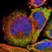 Anti-RPL3 antibody produced in rabbit Prestige Antibodies® Powered by Atlas Antibodies, affinity isolated antibody, buffered aqueous glycerol solution