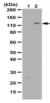 Anti-phospho-SRPK2 (Ser497) Antibody from rabbit, purified by affinity chromatography