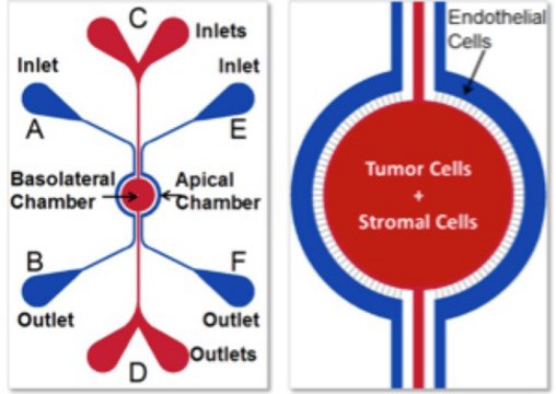 SynVivo SynTumour 3D cancer mode assay kit, IMN2 radial configuration, 2 um slits