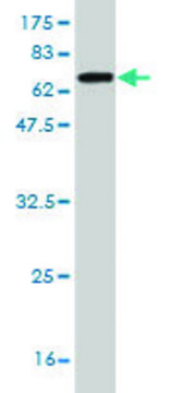 Monoclonal Anti-HELLS antibody produced in mouse clone 1D10, purified immunoglobulin, buffered aqueous solution