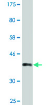 Monoclonal Anti-PCSK2 antibody produced in mouse clone 3H4, purified immunoglobulin, buffered aqueous solution