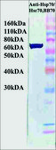 Monoclonal Anti-HSPA1A/HSPA8 antibody produced in mouse clone BB70, 1 mg/mL, purified immunoglobulin