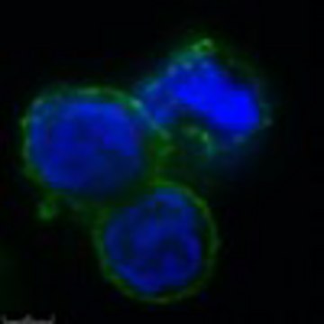 Anti-canine NKp46 (CD335) Antibody, clone 48A