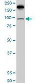 Monoclonal Anti-PML antibody produced in mouse clone 1D12, purified immunoglobulin, buffered aqueous solution