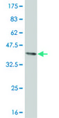ANTI-ELF3 antibody produced in mouse clone 3B6, purified immunoglobulin, buffered aqueous solution