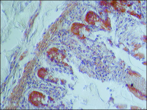 Anti-IQGAP1 (C-terminal region) antibody produced in rabbit ~1.5&#160;mg/mL, affinity isolated antibody