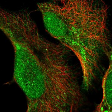 Anti-HSCB antibody produced in rabbit Prestige Antibodies&#174; Powered by Atlas Antibodies, affinity isolated antibody