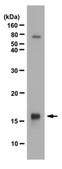 Anti-phospho Histone H2A.X Antibody (Tyr142) from rabbit, purified by affinity chromatography