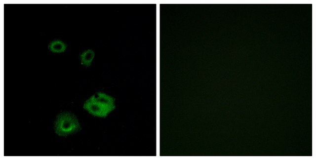 Anti-NPY2R antibody produced in rabbit affinity isolated antibody