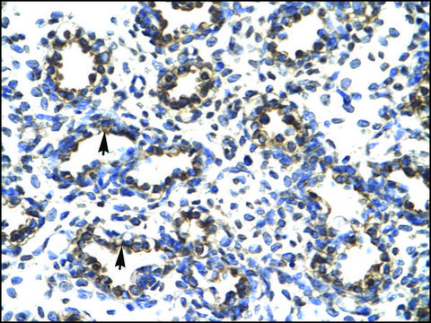 Anti-PRDM14 antibody produced in rabbit IgG fraction of antiserum