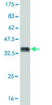 ANTI-MUSK antibody produced in mouse clone 4E5, purified immunoglobulin, buffered aqueous solution