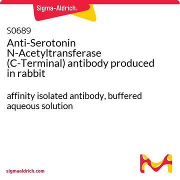 Anti-Serotonin N-Acetyltransferase (C-Terminal) antibody produced in rabbit affinity isolated antibody, buffered aqueous solution