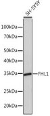Anti-FHL1 antibody produced in rabbit