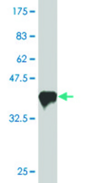 Monoclonal Anti-PASD1, (N-terminal) antibody produced in mouse clone 1G12, purified immunoglobulin, buffered aqueous solution