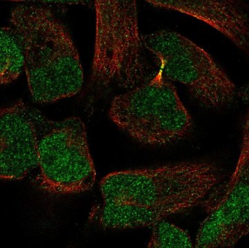 Anti-PKNOX2 antibody produced in rabbit Prestige Antibodies&#174; Powered by Atlas Antibodies, affinity isolated antibody