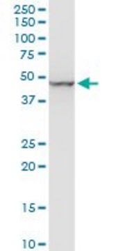 Monoclonal Anti-ENO1 antibody produced in mouse clone 3C8, purified immunoglobulin, buffered aqueous solution