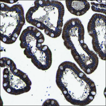 Anti-CDH18 antibody produced in rabbit Prestige Antibodies&#174; Powered by Atlas Antibodies, affinity isolated antibody, buffered aqueous glycerol solution