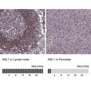 Anti-NSL1 antibody produced in rabbit Prestige Antibodies&#174; Powered by Atlas Antibodies, affinity isolated antibody, buffered aqueous glycerol solution