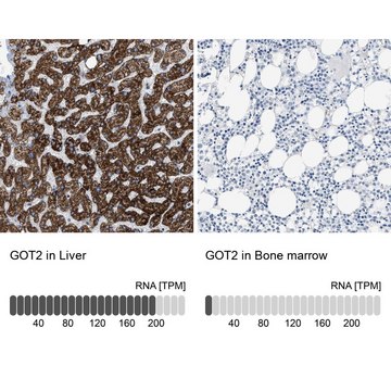 Anti-GOT2 antibody produced in rabbit Prestige Antibodies&#174; Powered by Atlas Antibodies, affinity isolated antibody, buffered aqueous glycerol solution