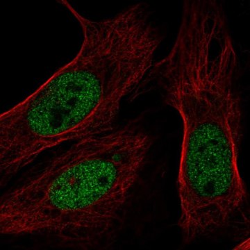 Anti-BAP1 antibody produced in rabbit Prestige Antibodies&#174; Powered by Atlas Antibodies, affinity isolated antibody