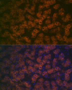 Anti-FMO3 Antibody, clone 6Q10X9, Rabbit Monoclonal