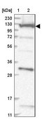 Anti-COG1 antibody produced in rabbit Prestige Antibodies® Powered by Atlas Antibodies, affinity isolated antibody, buffered aqueous glycerol solution