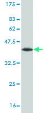 Monoclonal Anti-LHX6 antibody produced in mouse clone 3E8, purified immunoglobulin, buffered aqueous solution