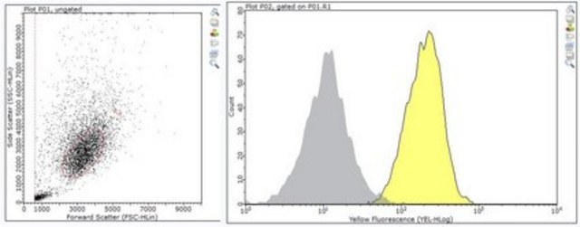 Anti-CD31/PECAM-1.3 Antibody, clone MBC 78.3 clone MBC 78.3, from mouse