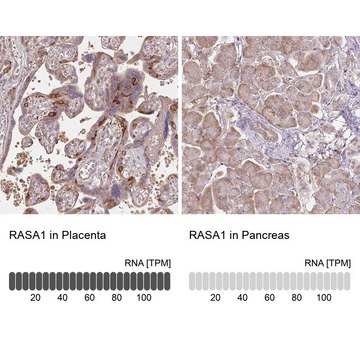 Anti-RASA1 antibody produced in rabbit Prestige Antibodies&#174; Powered by Atlas Antibodies, affinity isolated antibody