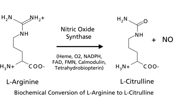 Nitric Oxide Synthase Detection Kit, Isotopic sufficient for 50&#160;assays