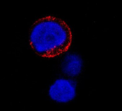 Anti-CD173 and CD174 Antibody, clone BRIC 231 clone BRIC 231, from mouse