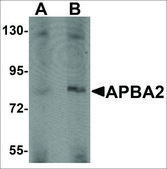 Anti-APBA2 antibody produced in rabbit affinity isolated antibody, buffered aqueous solution