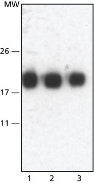 Monoclonal Anti-Melan-A 小鼠抗 clone A103, purified from hybridoma cell culture