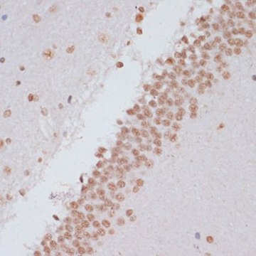 Anti-Phospho-Stat3-Y705 antibody produced in rabbit