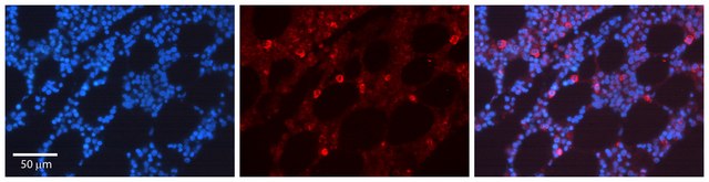 Anti-CDK6 antibody produced in rabbit IgG fraction of antiserum