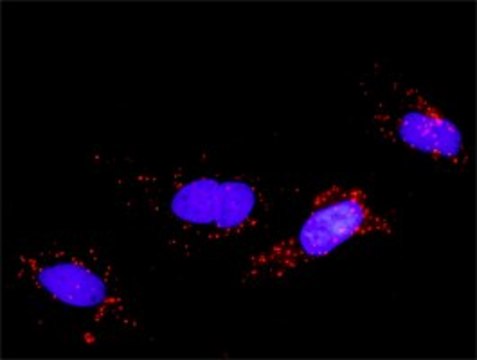 Monoclonal Anti-FGF5, (C-terminal) antibody produced in mouse clone 1B4, purified immunoglobulin, buffered aqueous solution