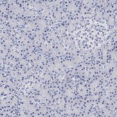 抗-MOG 兔抗 Prestige Antibodies® Powered by Atlas Antibodies, affinity isolated antibody, buffered aqueous glycerol solution