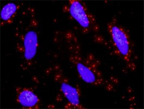 Anti-ETS1 antibody produced in rabbit purified immunoglobulin, buffered aqueous solution