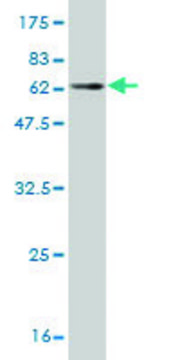 Monoclonal Anti-PLA2G4B antibody produced in mouse clone 1G5, purified immunoglobulin, buffered aqueous solution