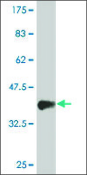 Monoclonal Anti-MIXL1 antibody produced in mouse clone 4D11, purified immunoglobulin, buffered aqueous solution