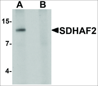 Anti-SDHAF2 antibody produced in chicken affinity isolated antibody