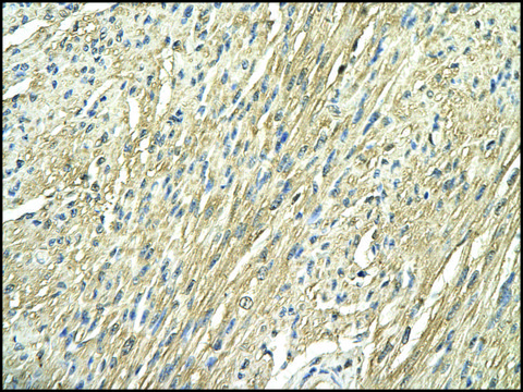 Anti-RPS29 antibody produced in rabbit IgG fraction of antiserum