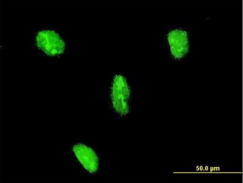 Monoclonal Anti-LHX3 antibody produced in mouse clone 2C10, purified immunoglobulin, buffered aqueous solution