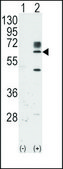 Anti-RYK antibody produced in rabbit IgG fraction of antiserum, buffered aqueous solution