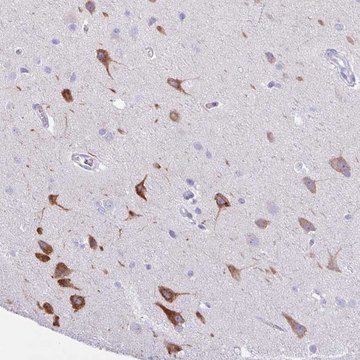 Anti-AGO3 antibody produced in rabbit Prestige Antibodies® Powered by Atlas Antibodies, affinity isolated antibody, buffered aqueous glycerol solution