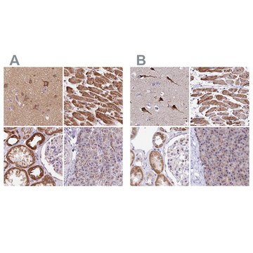 Anti-ATP5F1 antibody produced in rabbit Prestige Antibodies&#174; Powered by Atlas Antibodies, affinity isolated antibody, buffered aqueous glycerol solution