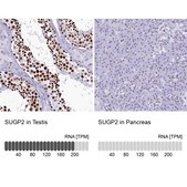 Anti-SUGP2 antibody produced in rabbit Prestige Antibodies® Powered by Atlas Antibodies, affinity isolated antibody, buffered aqueous glycerol solution