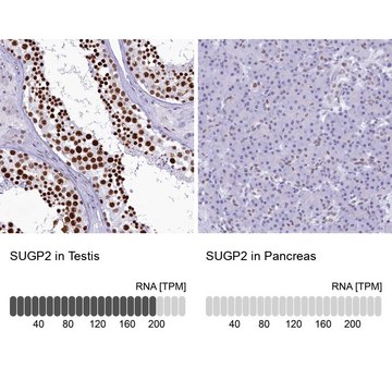 Anti-SUGP2 antibody produced in rabbit Prestige Antibodies&#174; Powered by Atlas Antibodies, affinity isolated antibody, buffered aqueous glycerol solution