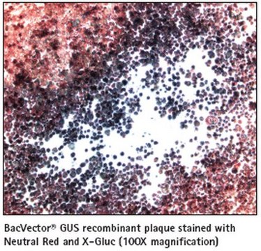 X-Gluc溶液 - Novagen A colorimetric stain for GUS activity